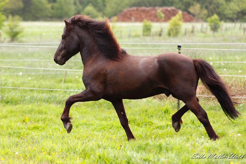 Alvar Deckherde b.jpg - Alvar fra Stora-Hofi
